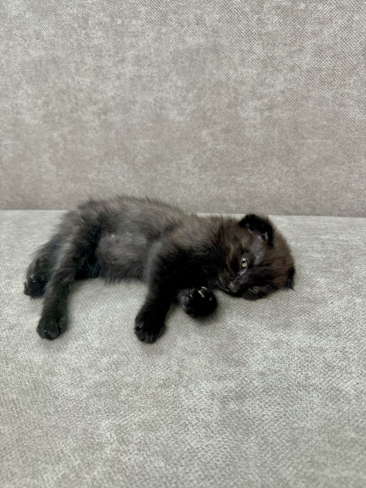 Ктоенок Котята в добрыые руки