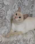 Молодой харизматичный котик ищет семью, кастрирован/ кот кошка котенок