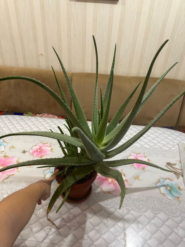 Алоэ лечебное продам.3-4года .