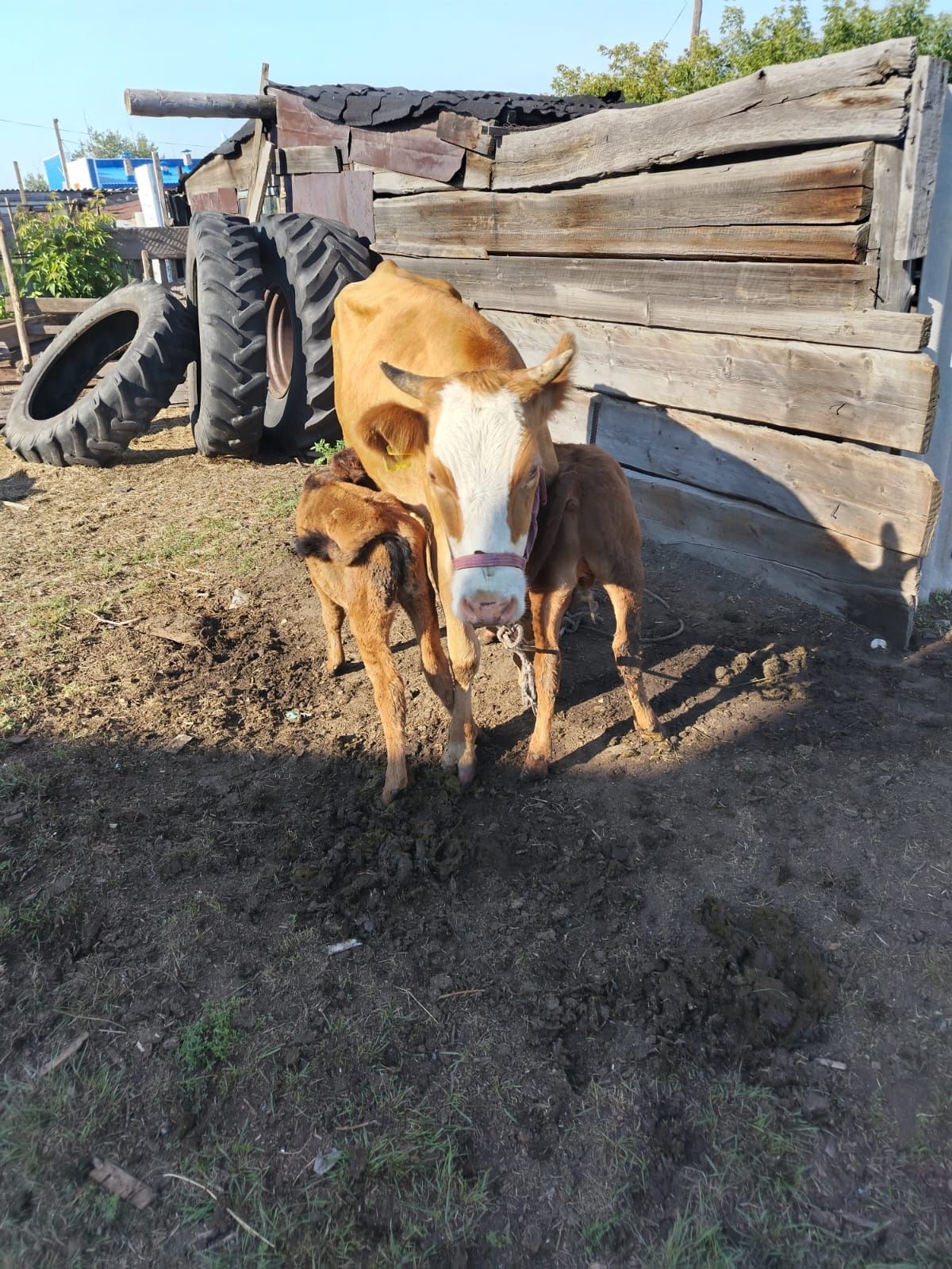3 Корова и6 телята