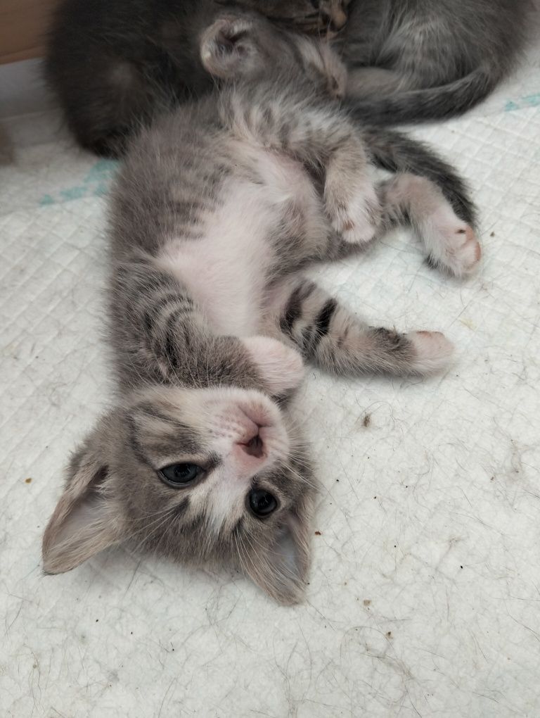 Отдам котят в добрые руки