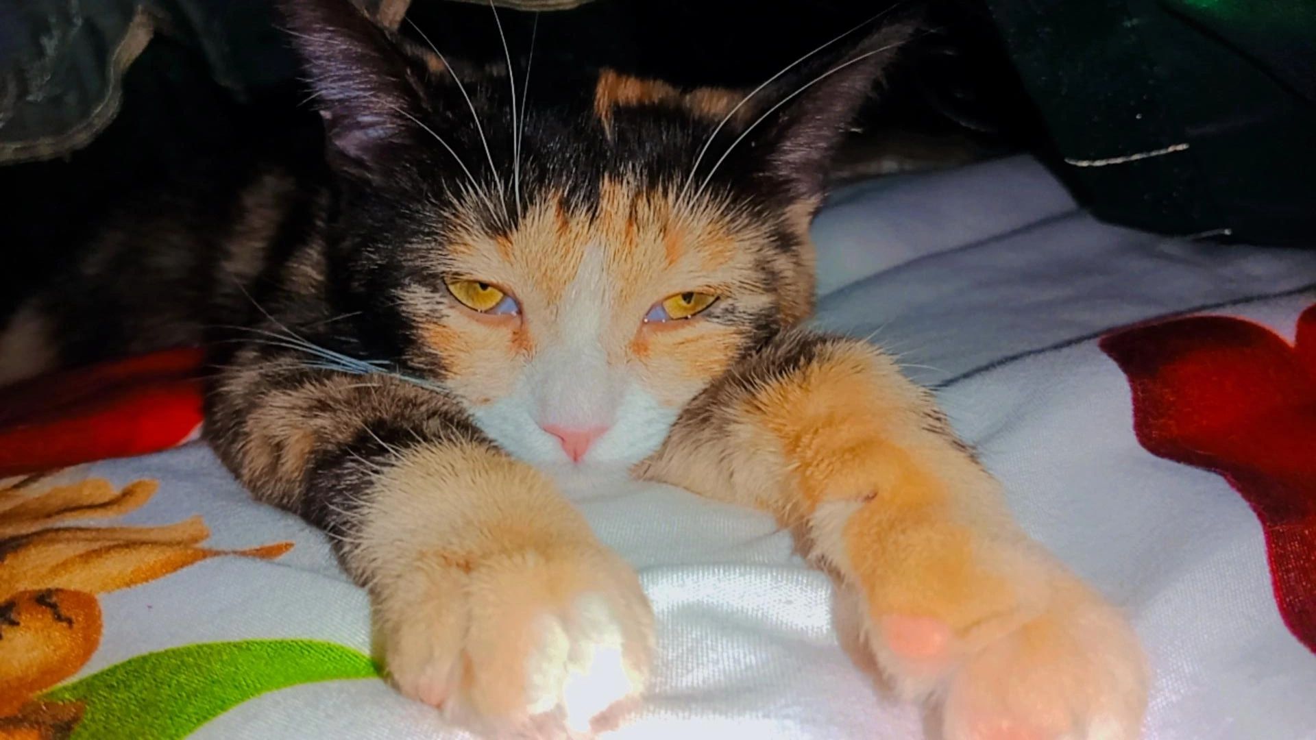 Хэппи ищет дом. Котёнок