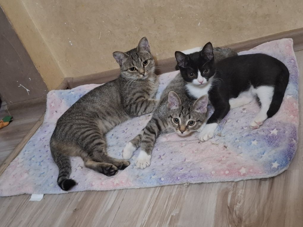 Котята и их мама в поисках любящих семей
