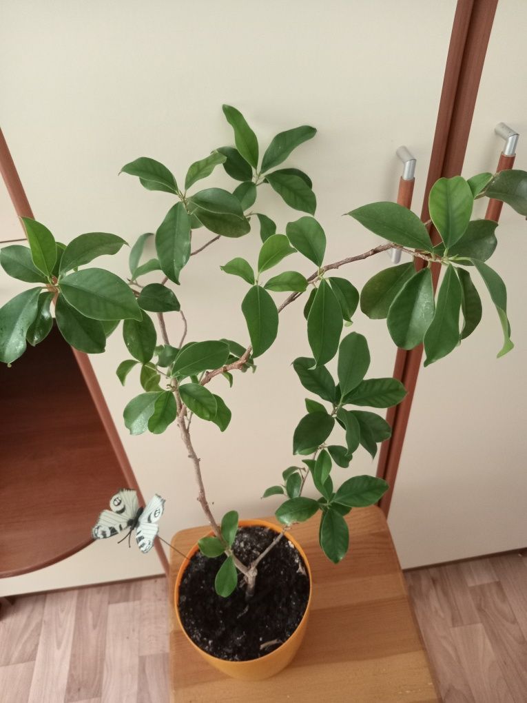 Продам комнатные цветы