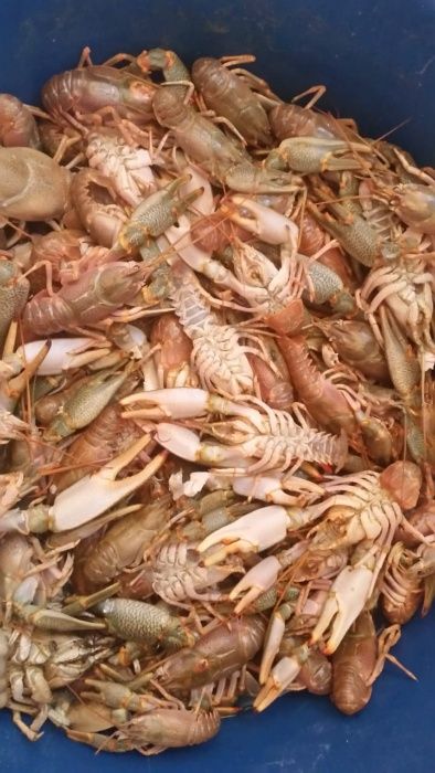 Раки морские живые, вареные,