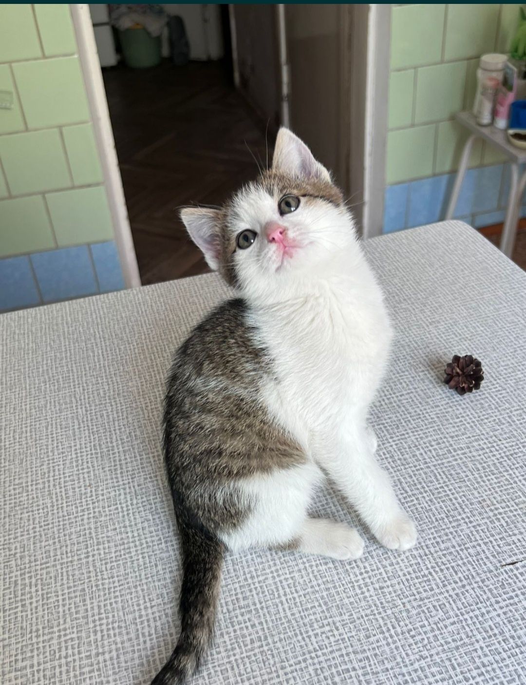 Отдам кошечку  и котика 3 месяца