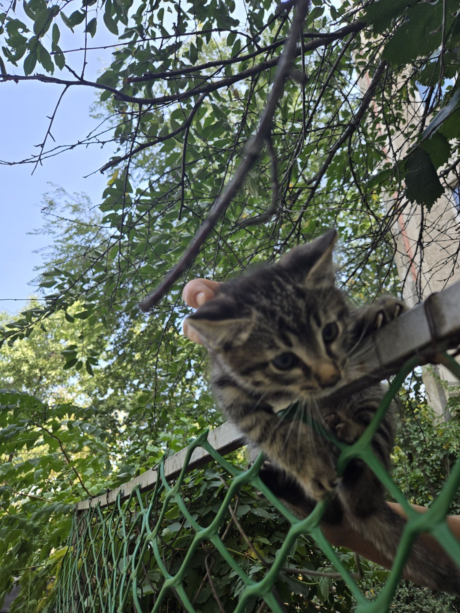 Отдаются   милые котята