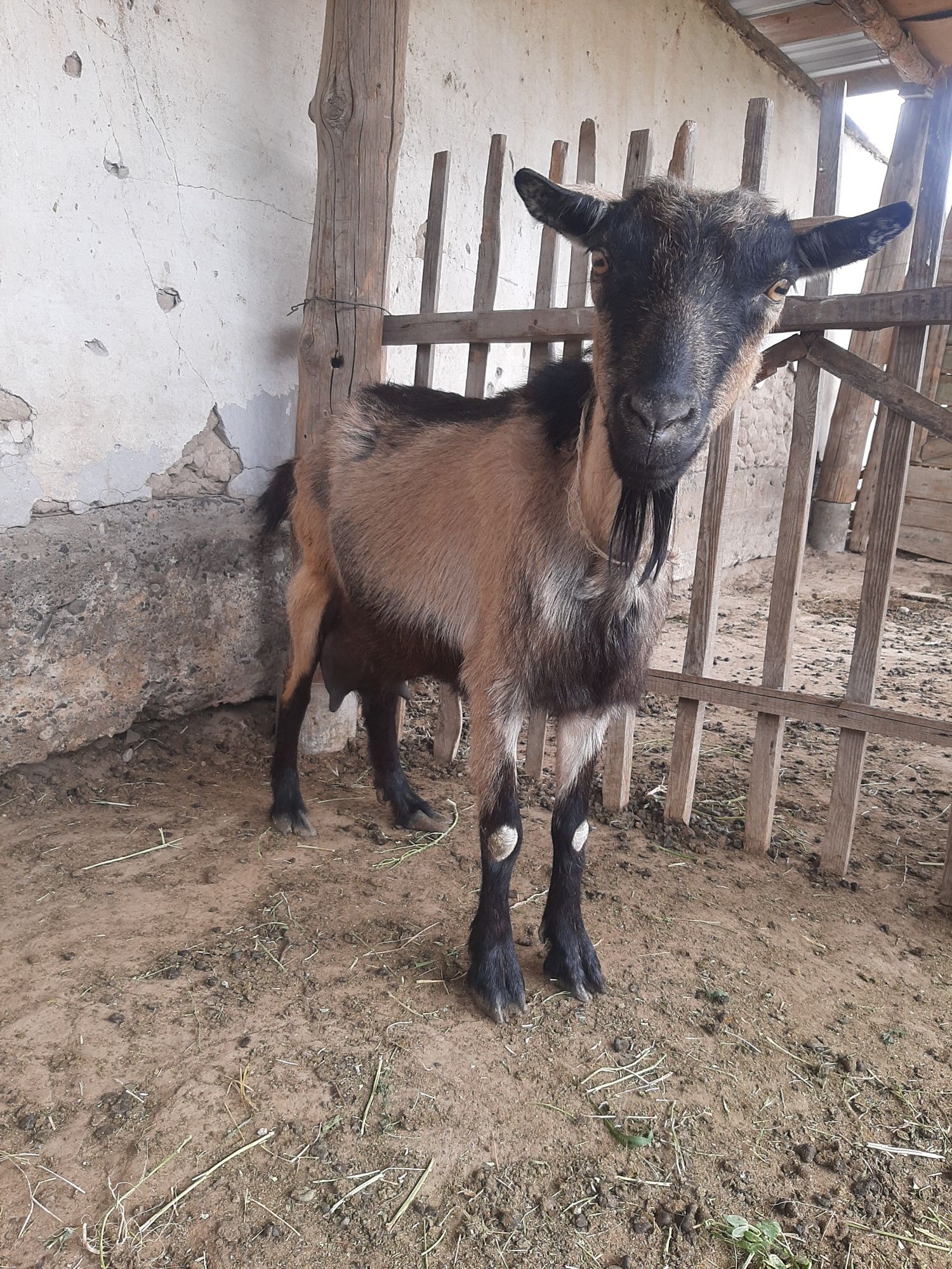 Альпий екі ешкі сатылады