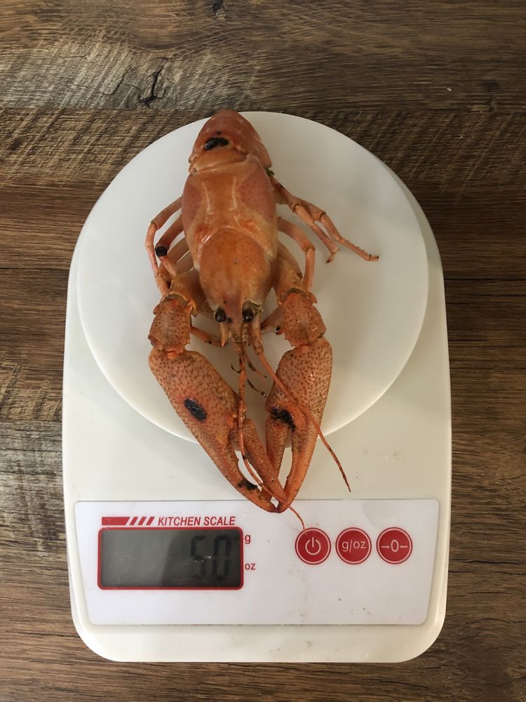 Раки Алматы!!!Продам морского и озерного рака.
