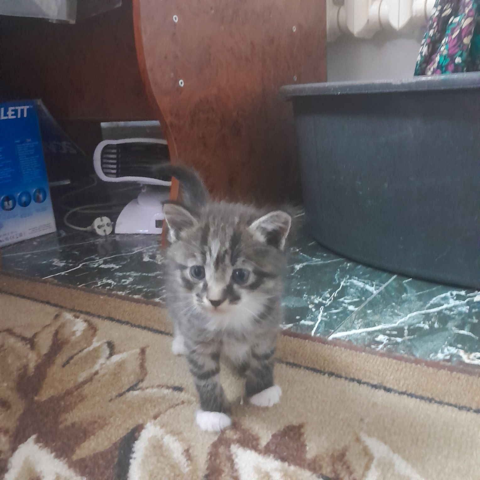 Отдам котят в добрые руки