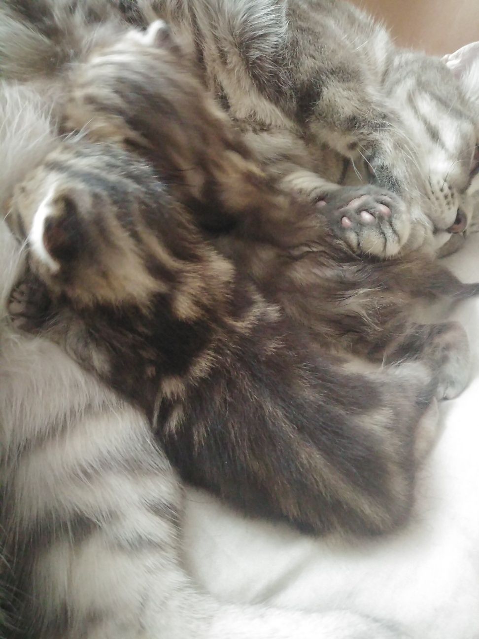 Вязка скотишш страйт