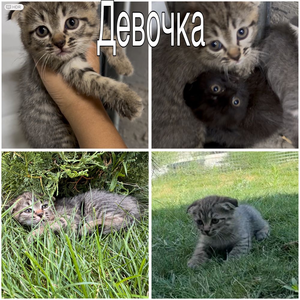 Котята , марғаулар