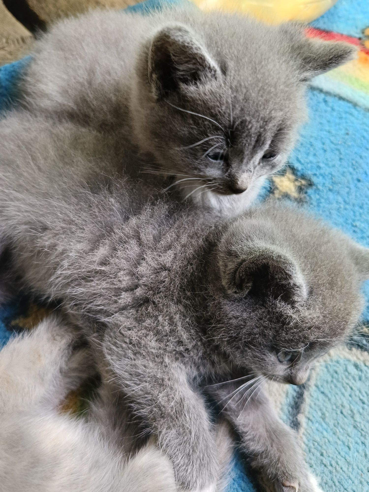 Котята британцы девочки