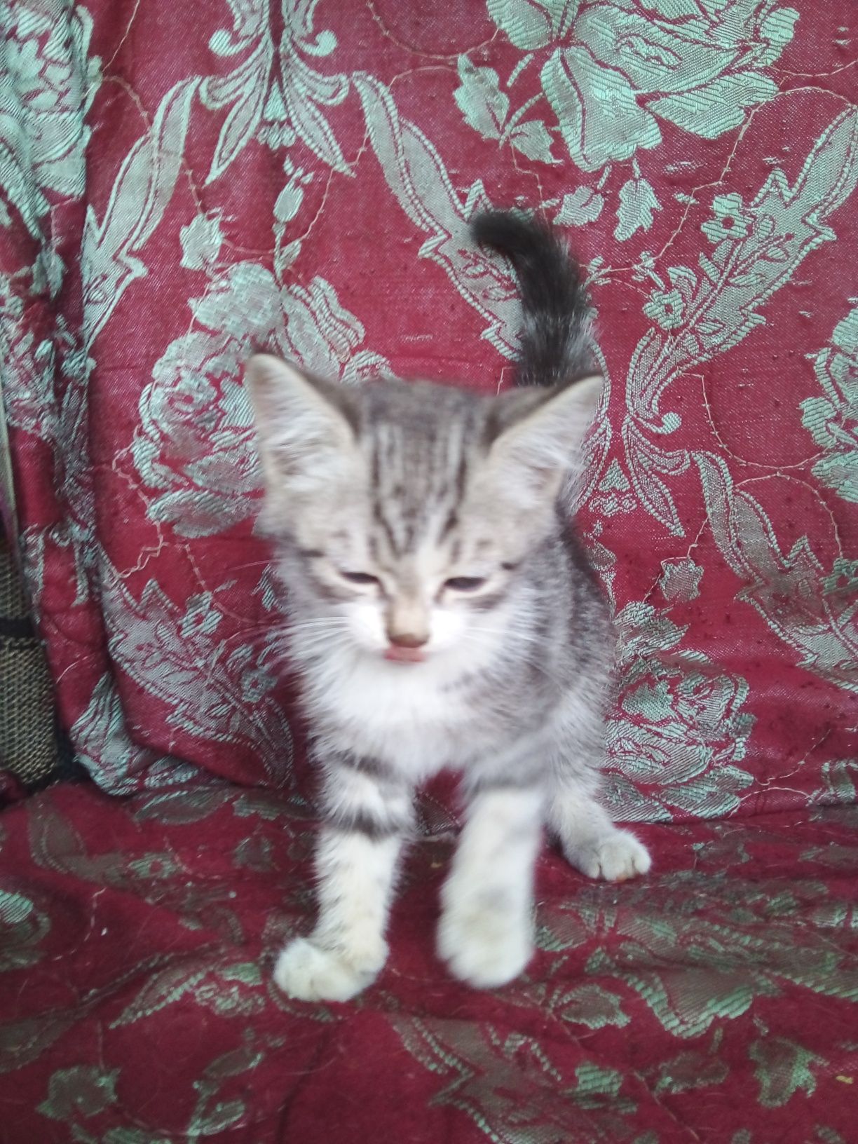 Котятаразной породы