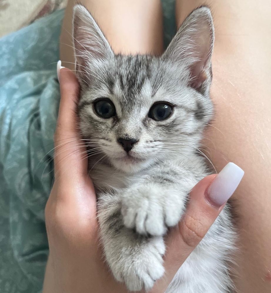 Котята 2 месяца (папа шатлендец-шиншила )