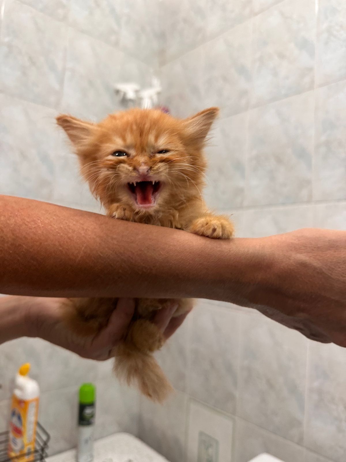 Рыжий котёнок  мальчик в любящие руки