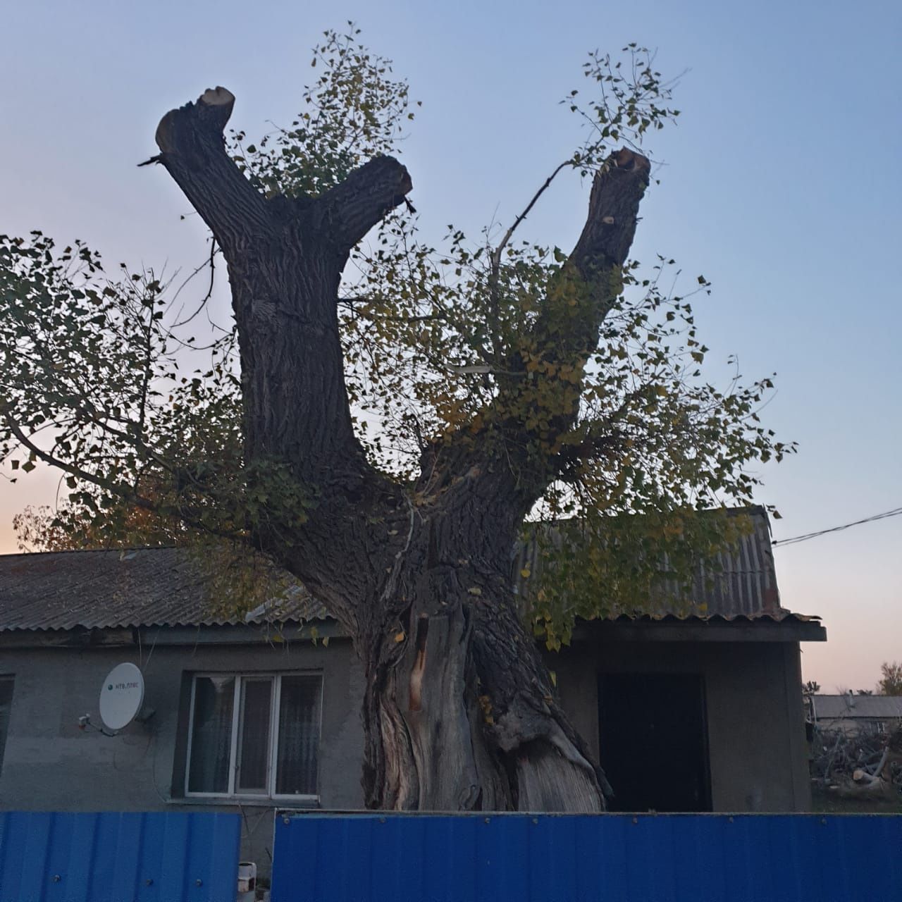 Спил дерево кронирование, санитарные обрезки, валка дерево.