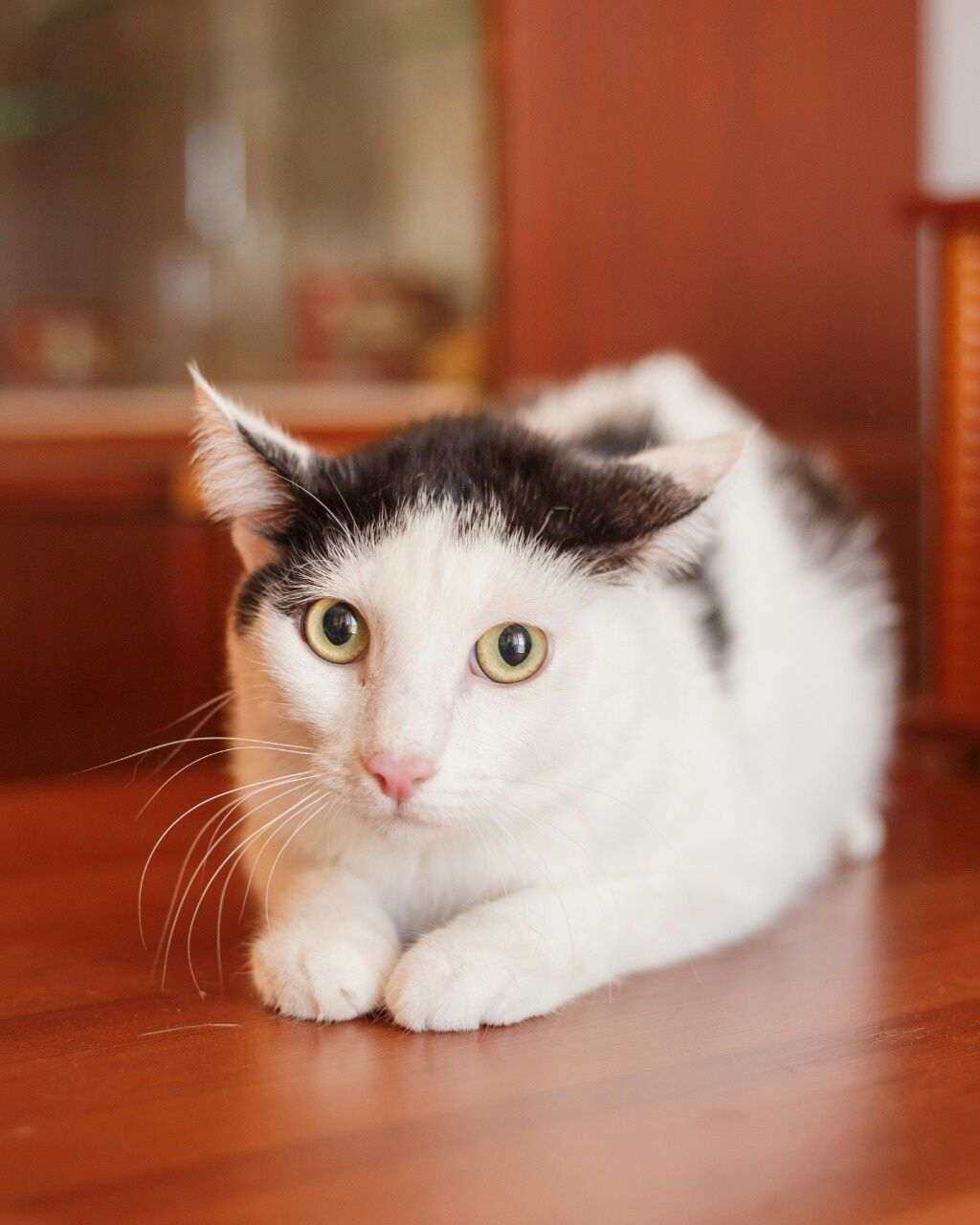 Отдадим хорошего котика, кастрированный, два года.  Ласковый, игривый.