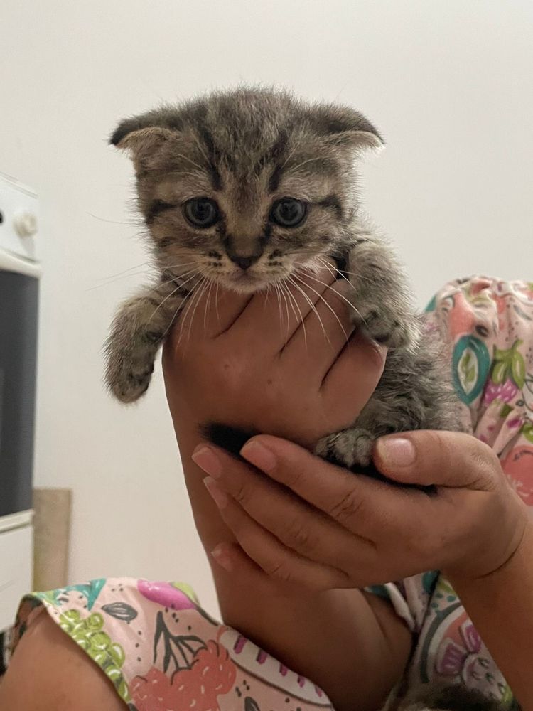 Продаю котенки шотланцкий