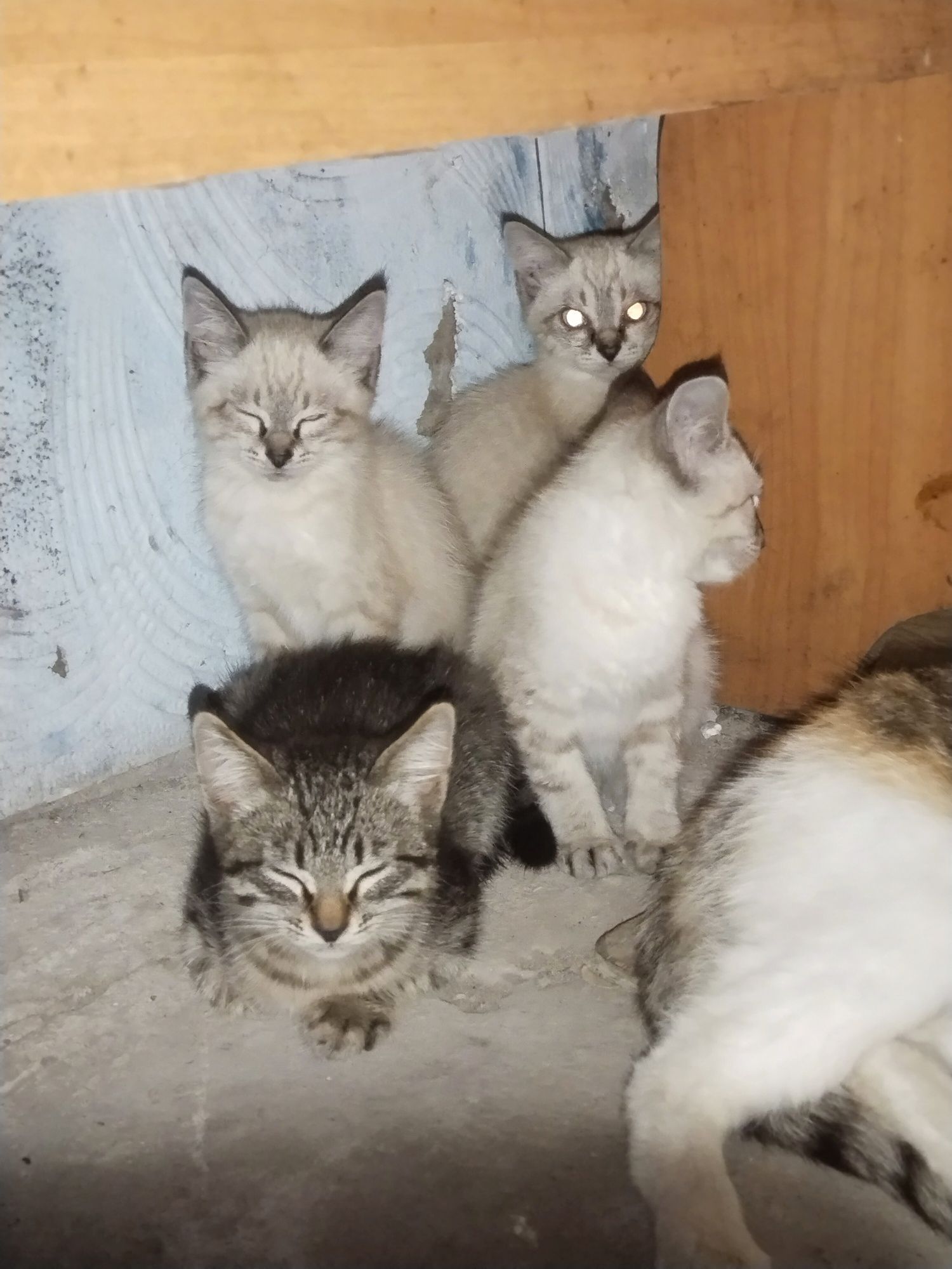 Котята ищут дом!!!