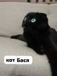 Коты ищут дом!Вислоухие мальчик и девочка. Стерилизована, Кастрирован.