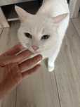 Кошка ласковая в добрые руки даром