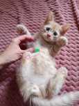 Отдам котят срочно!