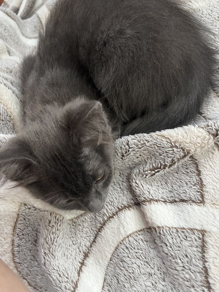 Котенок в добрые руки