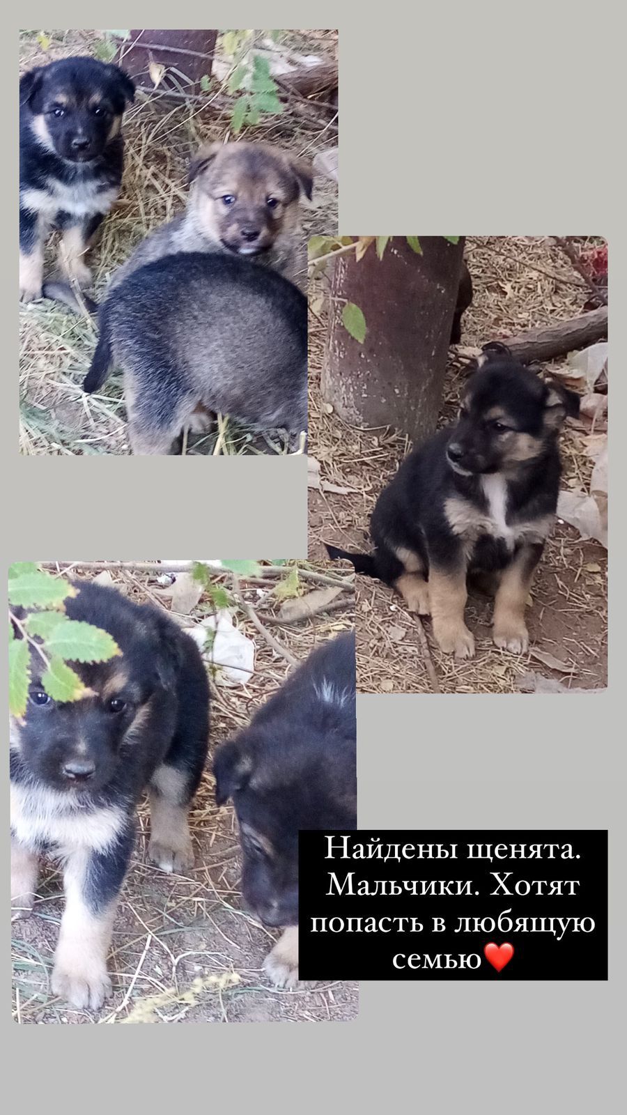 В добрые руки!!!