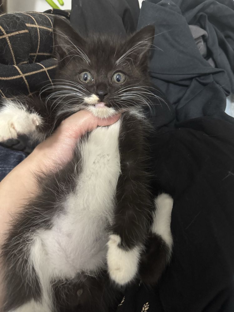 Котята срочно ищут дом!