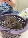 Котёнок шотландский веслоухий