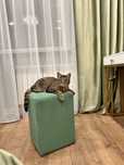 Отдам в хорошие руки кошку