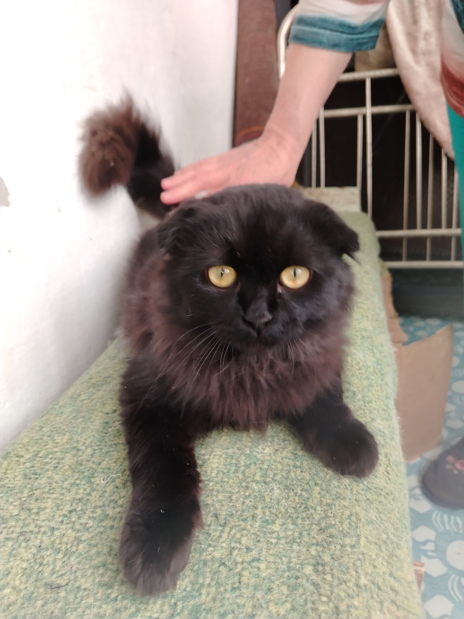 Молодой котик подросток шиншилла, вислоухий