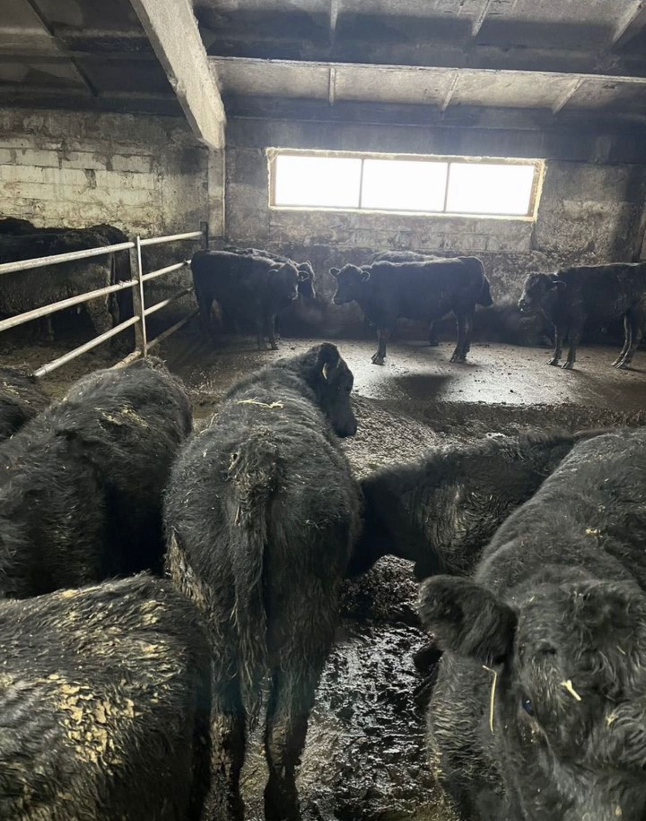 Продам бычки Ангус