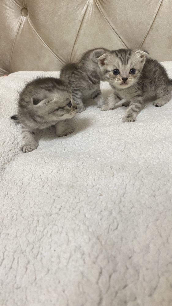 Пародистый котяти