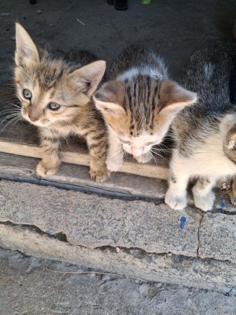 Отдам котят бесплатно