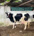 Хорошая молочная тёлочка
