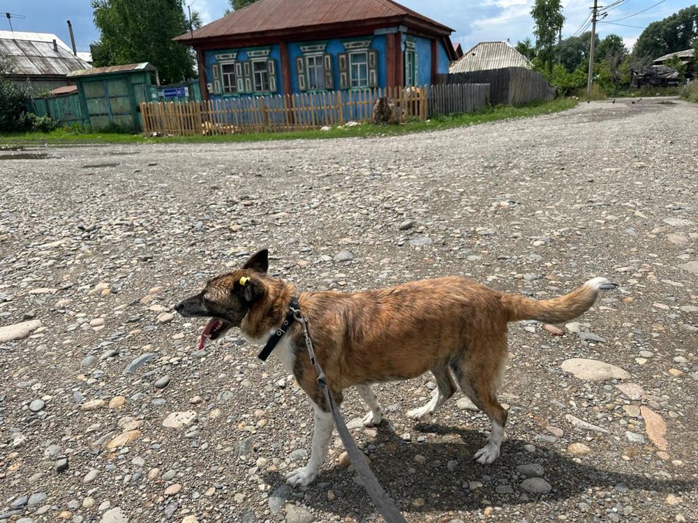 Собачка девочка ищет дом