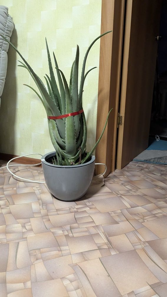 Алоэ продажа срочная