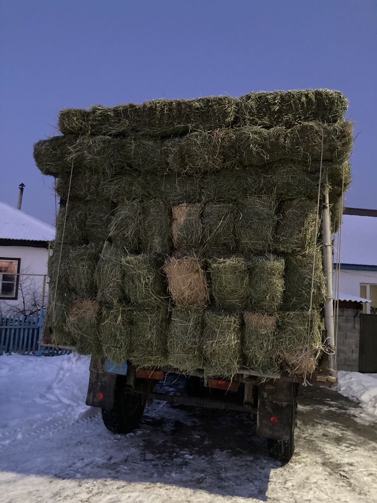 Сена Жонышка