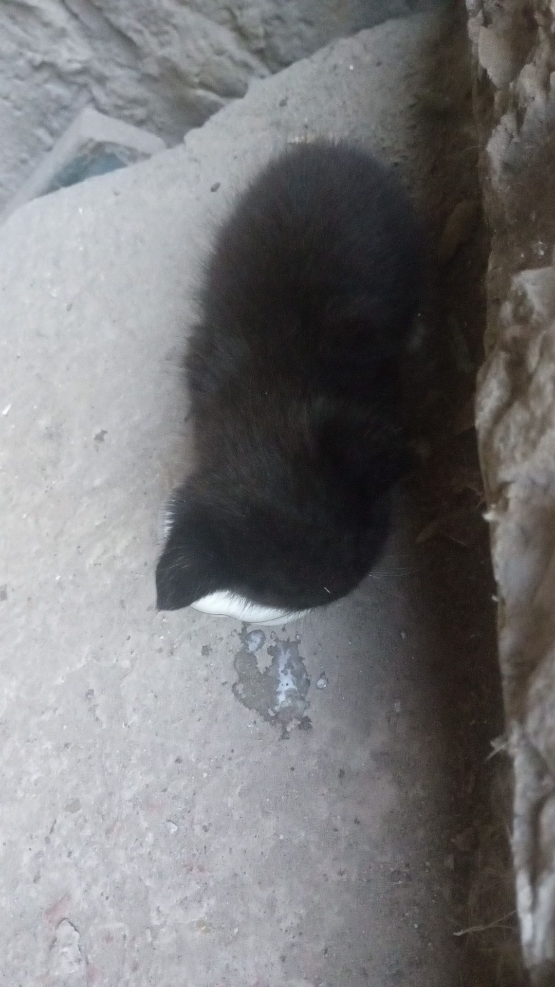 Маленький Котенок