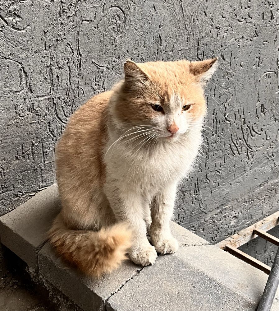 Рыжий кот в самые добрые руки