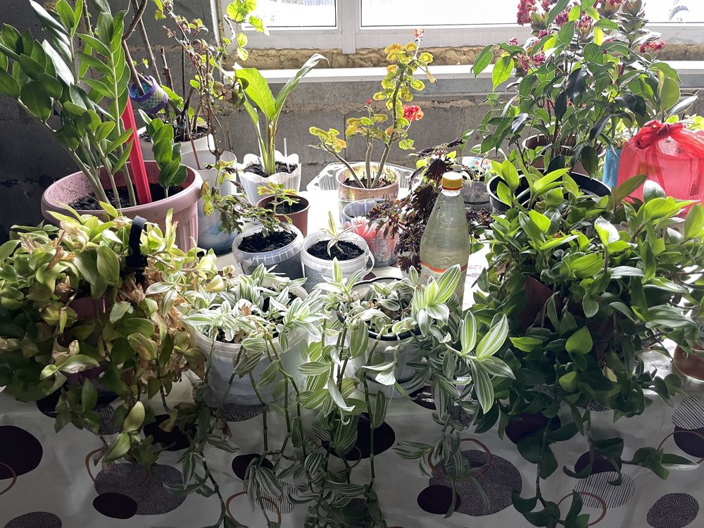 Продам цветы,комнатные: