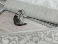 Котята шотландцы