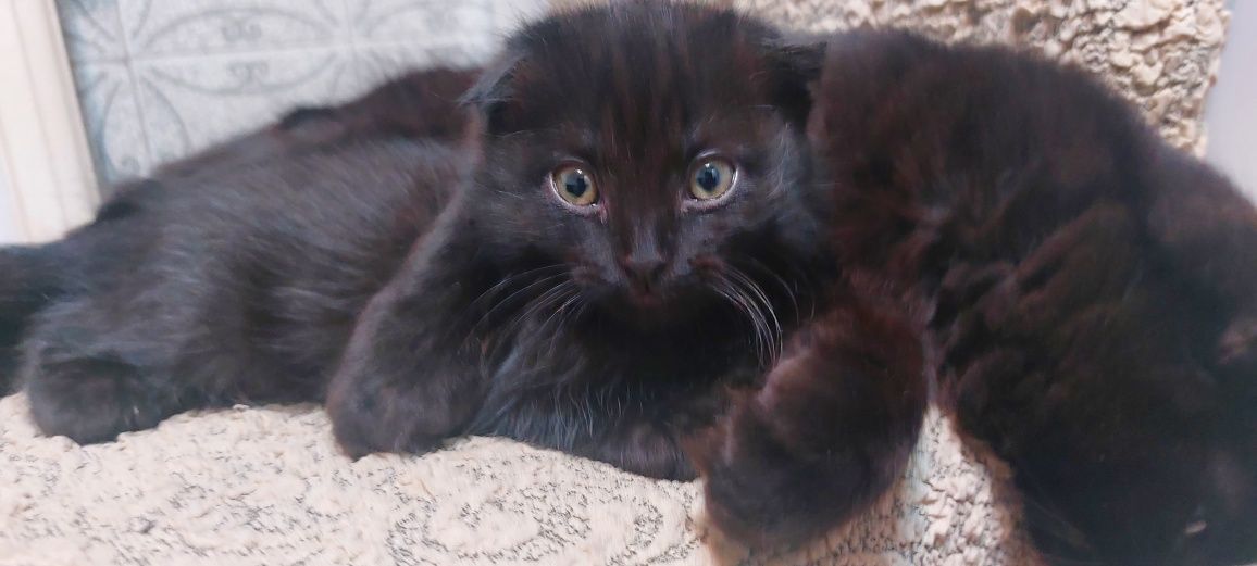 Котик  норвежская лесная и веслоухая