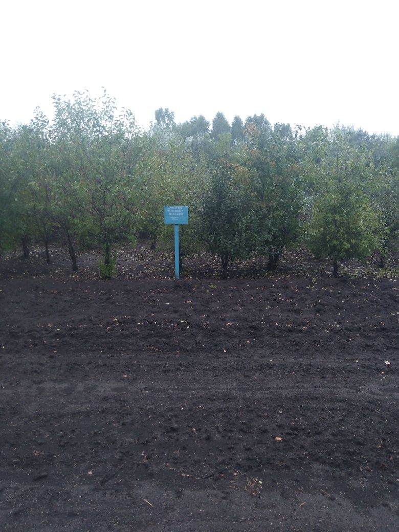 Продам саженцы хвойных и лиственных пород!!!  Кустарники..