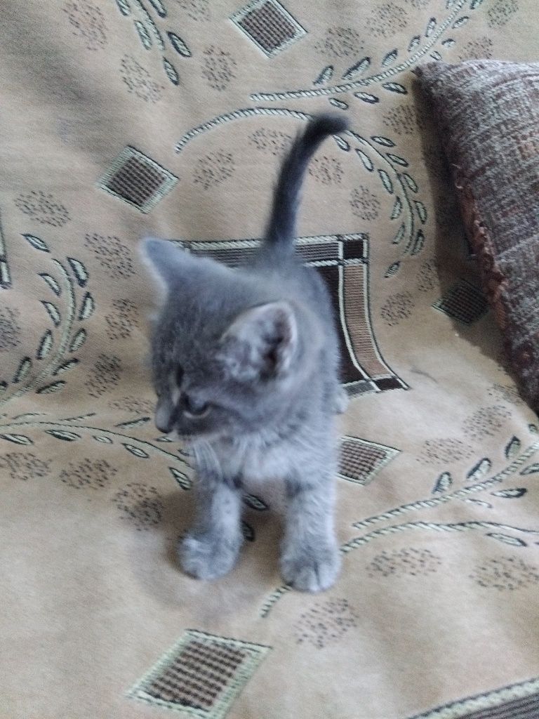 Отдадим котёнка и кошку