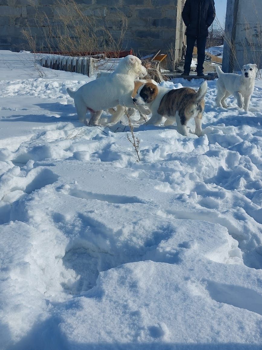 Предлагаются щенки САО