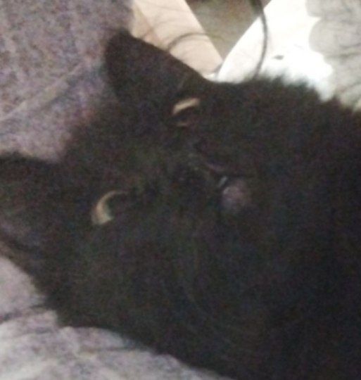 Ищю хозяина для котенка мальчика