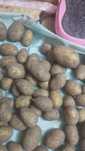 Продам картофель ездовой домашний